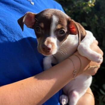 Ricotta -  Chihuahua Dog for Adoption in Goleta, California - Ricotta | PetCurious