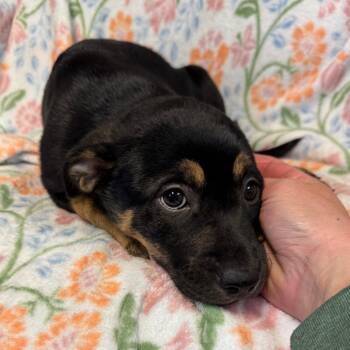 Pit Bull Terrier and Shepherd Dogs Available for Adoption in Kittanning, Pennsylvania - Sage (Formerly Lafroy) | PetCurious