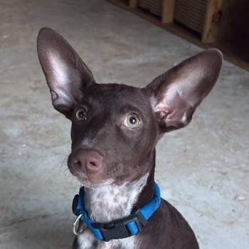 Little Charlie (20261012-02) -  Chihuahua Dog for Adoption in Niagara Falls, Ontario - Little Charlie (20261012-02) | PetCurious