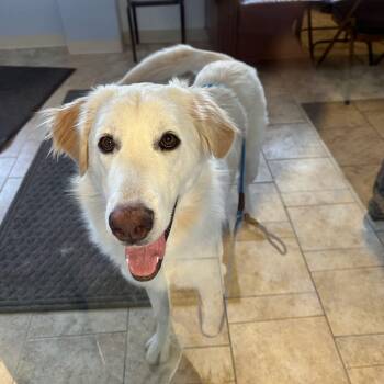 Golden Retriever and Great Pyrenees Dogs Available for Adoption - Luna | PetCurious