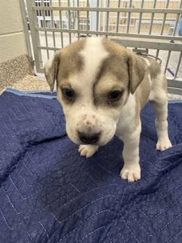 ALOHA -  Pit Bull Terrier and Mixed Breed Dog for Adoption in Colorado Springs, Colorado - ALOHA | PetCurious