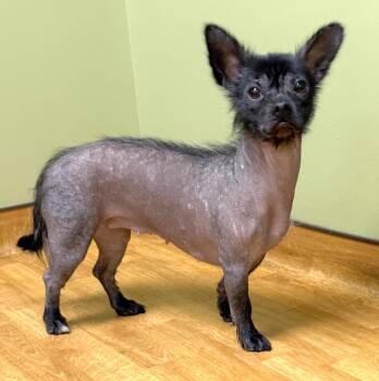 Luna -  Xoloitzcuintli Mexican Hairless and Dachshund Dog for Adoption in Mount Airy, North Carolina - Luna | PetCurious