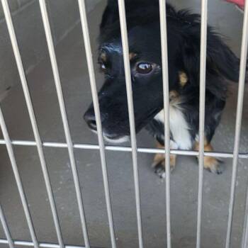 Lunababy -  Dachshund Dog for Adoption in Kingman, Arizona - Lunababy | PetCurious