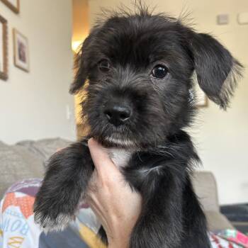 Moose -  Mixed Breed Dog for Adoption in Durham, North Carolina - Moose | PetCurious