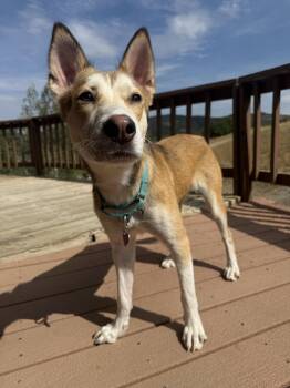 Dotty #1 -  Husky Dog for Adoption in Denver, Colorado - Dotty #1 | PetCurious