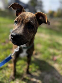 Gandalf -  American Staffordshire Terrier Dog for Adoption in Portland, Maine - Gandalf | PetCurious