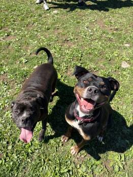 Mojo Jojo -  Mixed Breed Dog Available for Adoption in Hyde Park, New York - Mojo Jojo | PetCurious