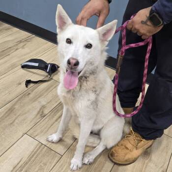 Rescue Husky Dogs for Adoption in Newark, New Jersey - AHNJ-Stray-43261 | PetCurious