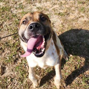 Rescue Australian Cattle Dog Blue Heeler Dogs for Adoption in Troy, Alabama - Reeses | PetCurious