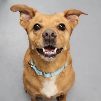 Mixed Breed Dogs Available for Adoption in Sarasota, Florida - Sylas | PetCurious