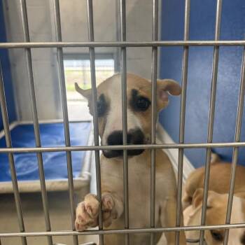 Puppy No 3 -  Husky and Pit Bull Terrier Dog for Adoption in Shelbyville, Illinois - Puppy No 3 | PetCurious