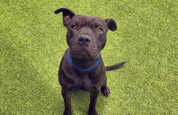 XYLO -  American Staffordshire Terrier and Shar Pei Dog for Adoption in Fort Lauderdale, Florida - XYLO | PetCurious