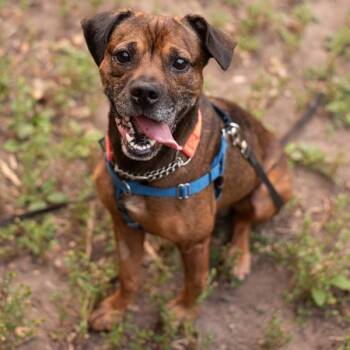 Rescue Hound Dogs for Adoption in Oakville, Ontario - Sheldon (palliative Adoption) | PetCurious