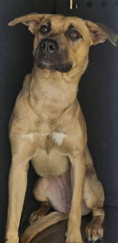 Rescue Mixed Breed Dogs for Adoption in Oakland, California - Duchess | PetCurious