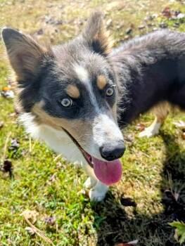 Pearl -  Australian Shepherd Dog for Adoption in Hopkinton, Massachusetts - Pearl | PetCurious