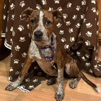 Laura -  Australian Cattle Dog Blue Heeler and Mixed Breed Dog for Adoption in Chicago, Illinois - Laura | PetCurious