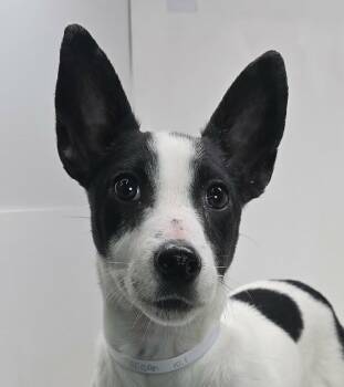 Chiweenie Dogs Available for Adoption - Regan | PetCurious