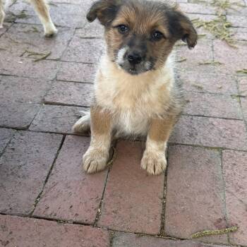 Yorkie Poo and Aussiedoodle Dogs Available for Adoption in Fresno, California - Bock | PetCurious
