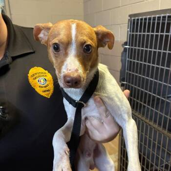 Charlie -  Mixed Breed Dog for Adoption in Gadsden, Alabama - Charlie | PetCurious