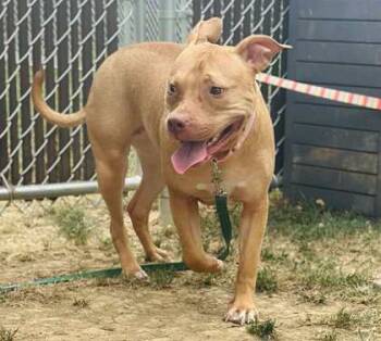 Rescue Mixed Breed Dogs for Adoption in West Chester, Pennsylvania - Nina | PetCurious