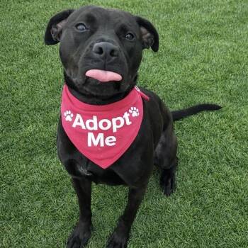 Mixed Breed Dogs Available for Adoption - Clover | PetCurious