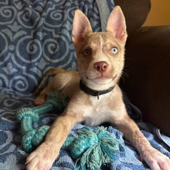 Husky Dogs Available for Adoption in Lucedale, Mississippi - Milo | PetCurious