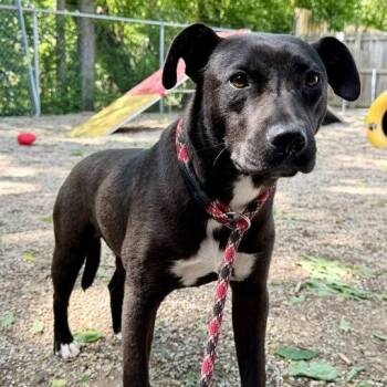 Love Bug -  Pit Bull Terrier Dog for Adoption in Dayton, Ohio - Love Bug | PetCurious