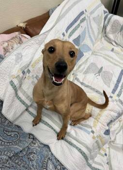Rescue Whippet Dogs for Adoption in Liverpool, New York - Viola | PetCurious