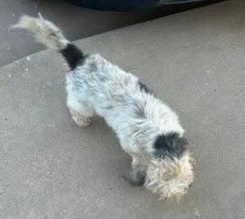Terrier Dogs Available for Adoption in Grafton, Wisconsin - SPONSOR ME - Joey | PetCurious