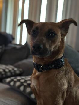 Retriever Dogs Available for Adoption in Oswego, Illinois - Sybil | PetCurious