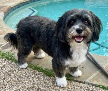 LOKI -  Havanese Dog for Adoption in Dallas, Texas - LOKI | PetCurious