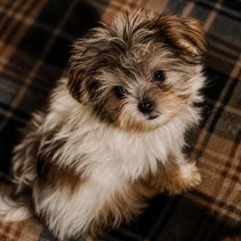 Gidget -  Morkie Dog for Adoption in Batesville, Arkansas - Gidget | PetCurious