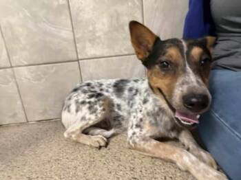 Rescue Cattle Dog and Mixed Breed Dogs for Adoption in De Soto, Iowa - Pinto | PetCurious