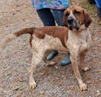 Rescue Coonhound Dogs for Adoption in Philippi, West Virginia - Reba | PetCurious