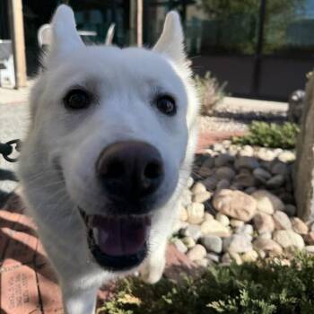 Salmon -  Siberian Husky Dog for Adoption in Cheyenne, Wyoming - Salmon | PetCurious