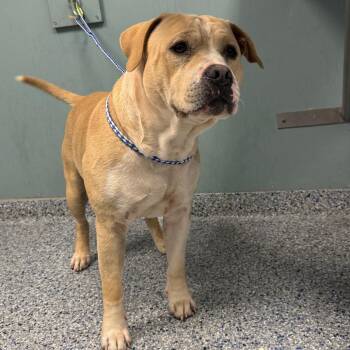 American Staffordshire Terrier Dogs Available for Adoption - Gunner | PetCurious