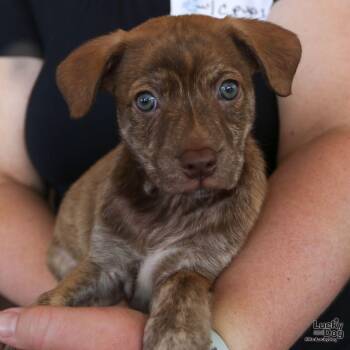 Celery -  Shepherd and Terrier Dog for Adoption in Washington, District Of Columbia - Celery | PetCurious