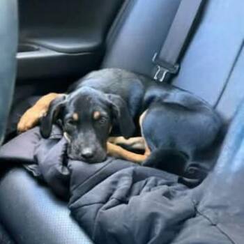 Jerry -  Mixed Breed Dog for Adoption in Rockville, Maryland - Jerry | PetCurious