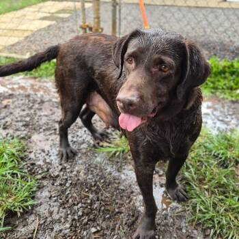 Annabelle -  Chocolate Labrador Retriever Dog for Adoption in Wahiawa, Hawaii - Annabelle | PetCurious