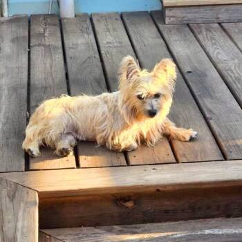Dorothy -  Cairn Terrier Dog for Adoption in Covington, Louisiana - Dorothy | PetCurious