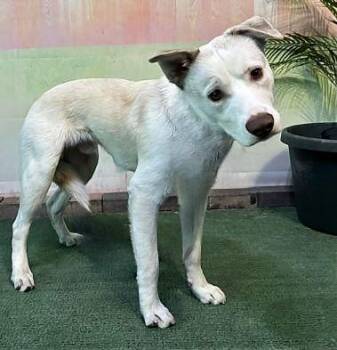 Siberian Husky Dogs Available for Adoption - CAMDEN | PetCurious