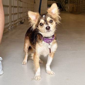 Smooshy -  Papillon Dog for Adoption in Chicago, Illinois - Smooshy | PetCurious