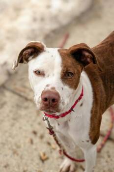 Annie -  Mixed Breed Dog for Adoption in Cincinnati, Ohio - Annie | PetCurious