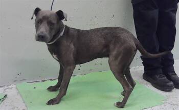 GRAYSON -  Staffordshire Bull Terrier and Mixed Breed Dog for Adoption in Houston, Texas - GRAYSON | PetCurious