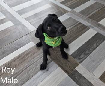Rescue Labrador Retriever Dogs for Adoption in Ridgefield, Connecticut - Reyi | PetCurious