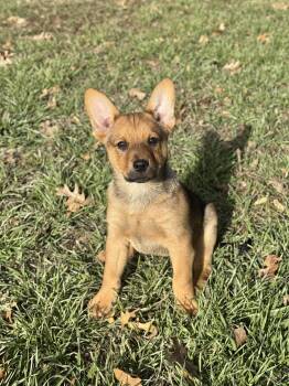 Shepherd and Australian Cattle Dog Blue Heeler Dogs Available for Adoption - Wonka | PetCurious
