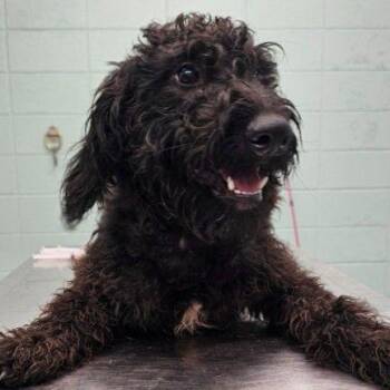 Shadow -  Mixed Breed Dog for Adoption in Buffalo, Minnesota - Shadow | PetCurious