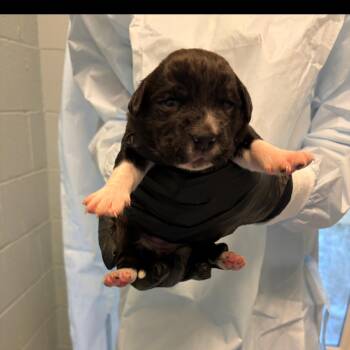 Basset Hound Dogs Available for Adoption in Loxahatchee Groves, Florida - BELLE 5739 | PetCurious