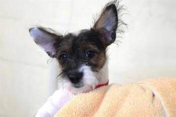 Parson Russell Terrier and Mixed Breed Dogs Available for Adoption in Fort Lauderdale, Florida - MICHELLE | PetCurious