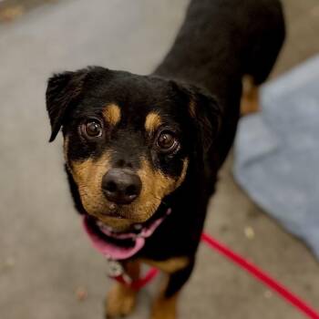 Mixed Breed Dogs Available for Adoption in Matteson, Illinois - Minnie | PetCurious